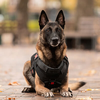 Guard Dogs & Dog Handler